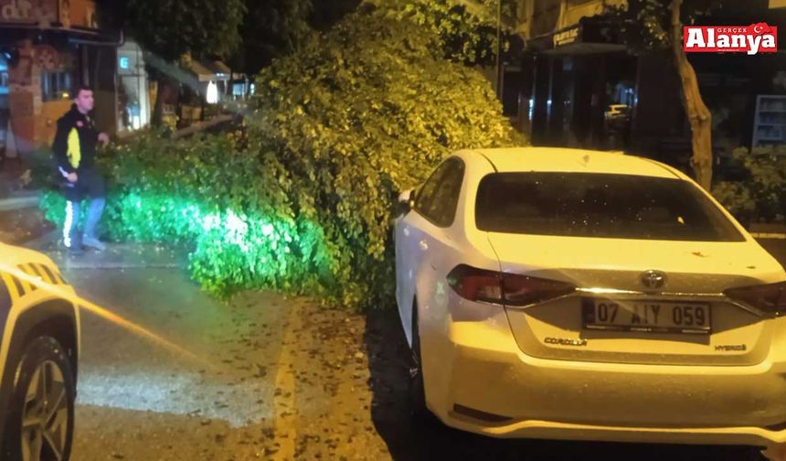 Alanya’da yağış ğaçları devirdi: 4 araç hasar gördü