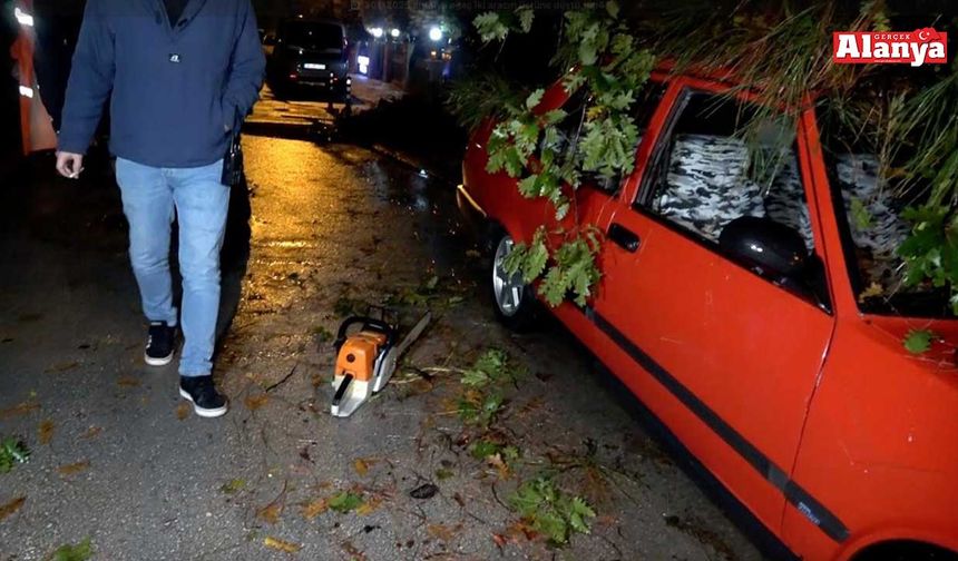 Yağmur ve rüzgar 10 metrelik ağacı devirdi