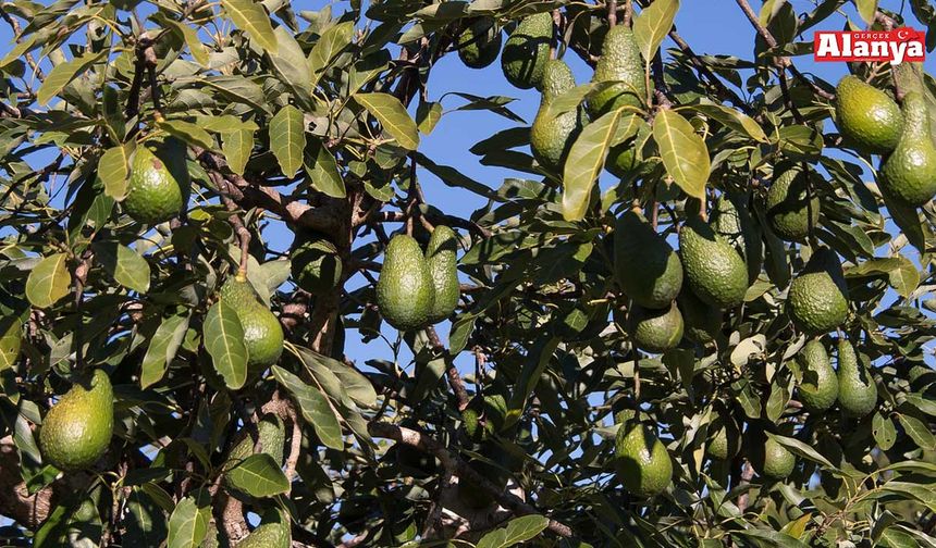 Avokado üreticileri bu eğitim sizin için