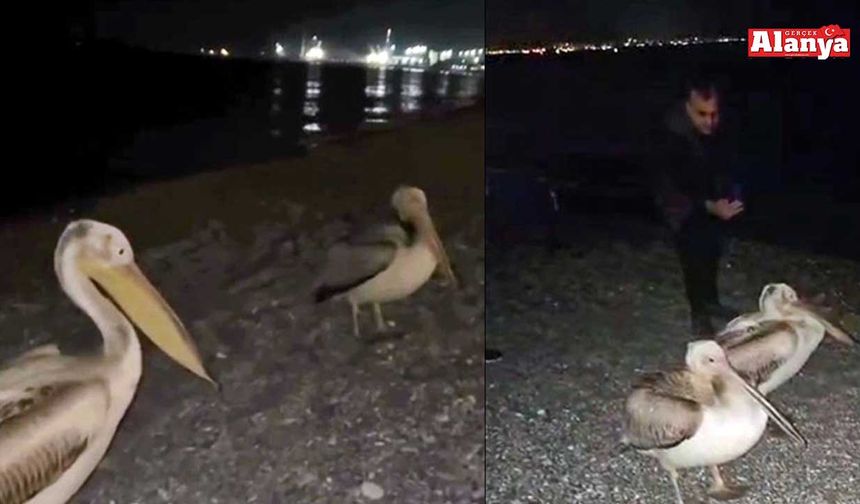Sahilde pelikan şaşkınlığı