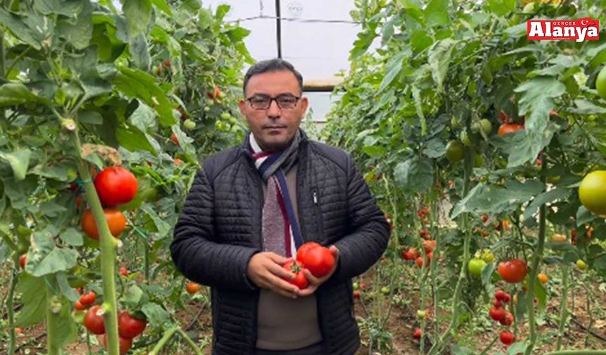 Alanya'da Domates Üretici Birliği kurulacak
