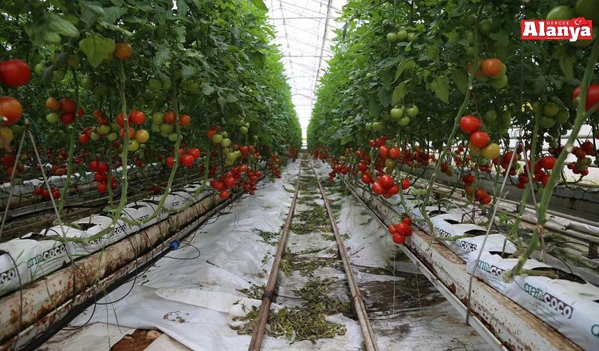 Domateste tehlike çanları