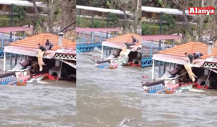 Alanya'da mahsur kalan köpeği böyle kurtardılar