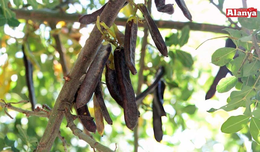 Alanya’da keçiboynuzu yetiştiriciliği eğitimi düzenlenecek