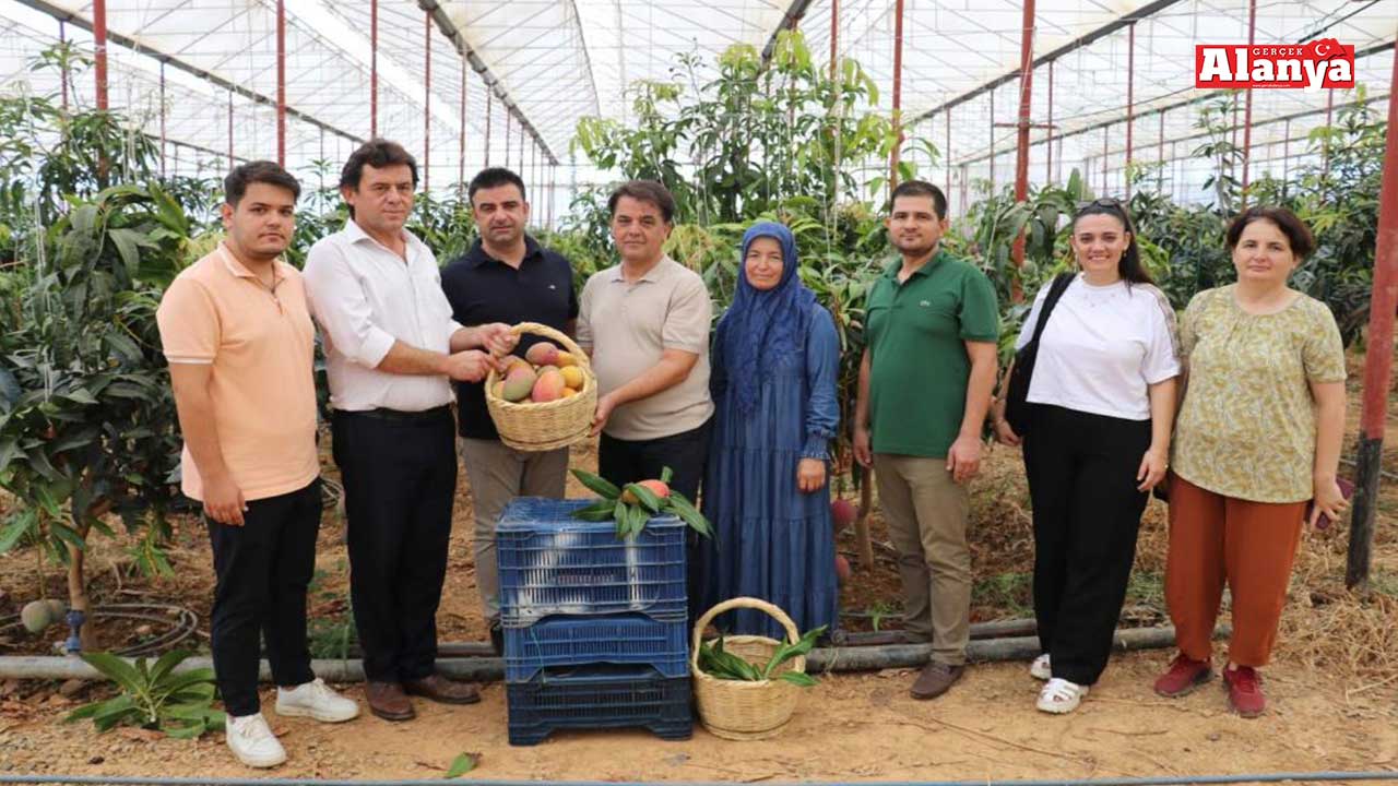 Gazi̇paşa Mango 2