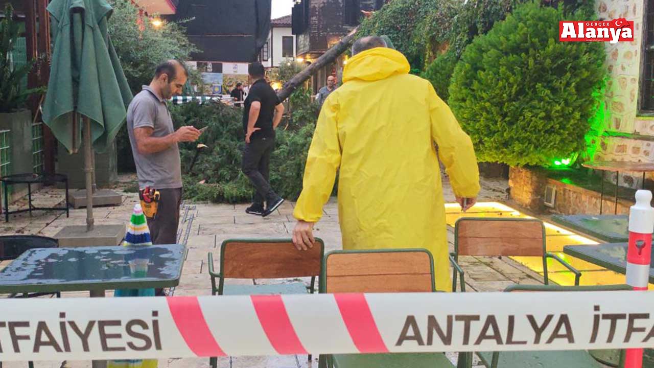 Ağaç Devri̇ldi̇ 2